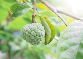 Custard apple (Annona reticulata)