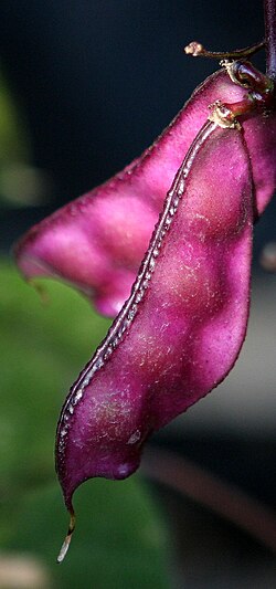Lablab (hyacinth bean)
