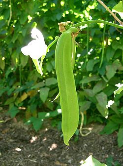 Sword bean (Canavalia ensiformis)