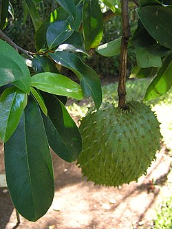 Soursop (Annona muricata)