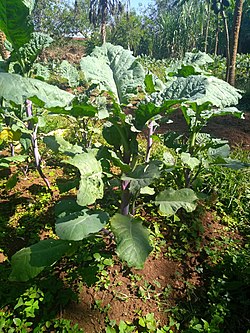 Ethiopian kale (Brassica carinata)