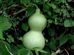 Bottle gourd